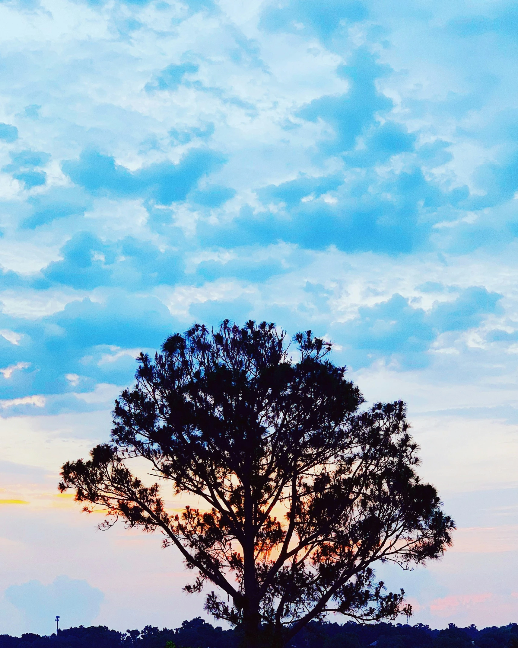 a tall tree stands tall as the sun rises in the background