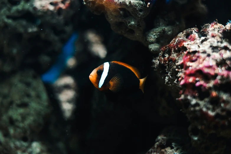 fish swimming near rocks with colorful algaes and other aquatic life