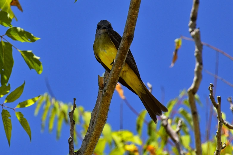 small bird perched on a limb of the tree
