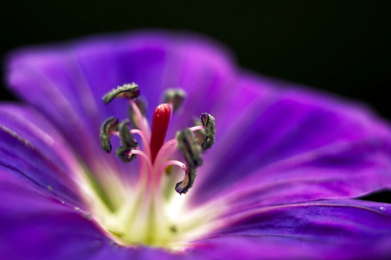 there are two small bugs that are inside a purple flower