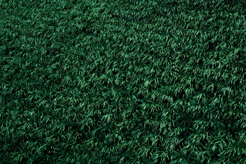 an empty bench is sitting in the middle of some grass