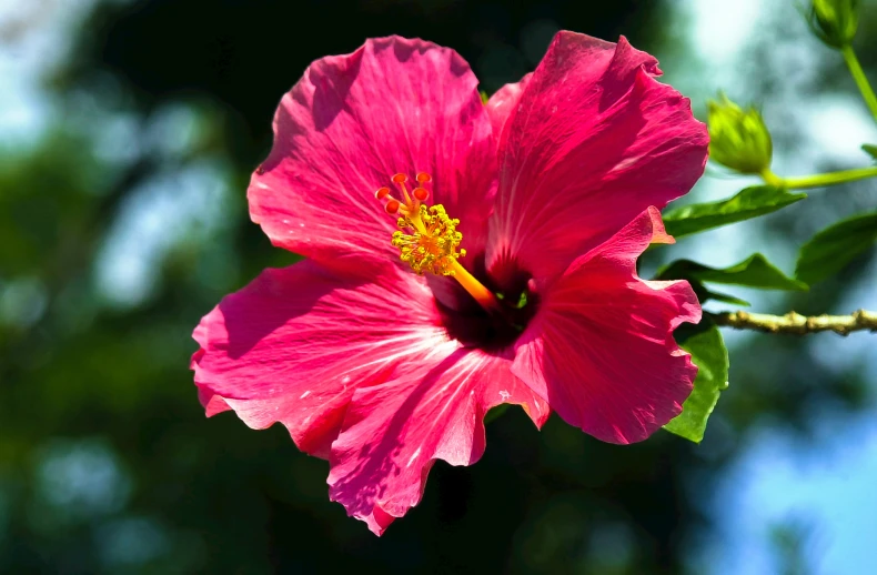 a red flower is blooming on a nch