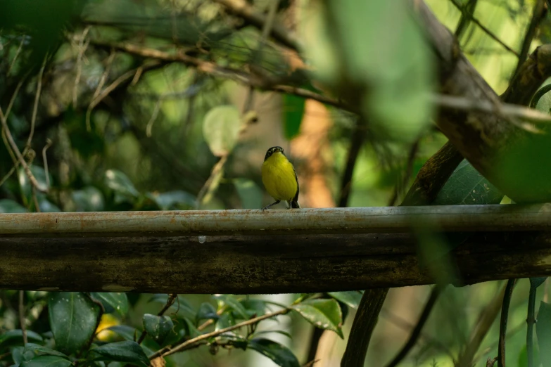 a bird sitting on top of a metal pipe