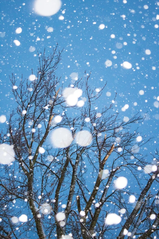 trees are sprinkled with snow against the blue sky