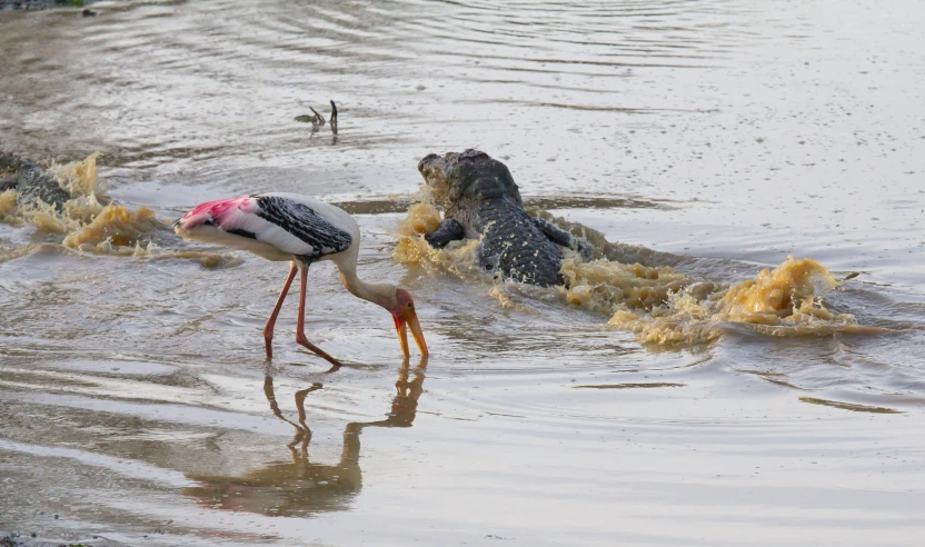 a bird with long legs standing in a body of water