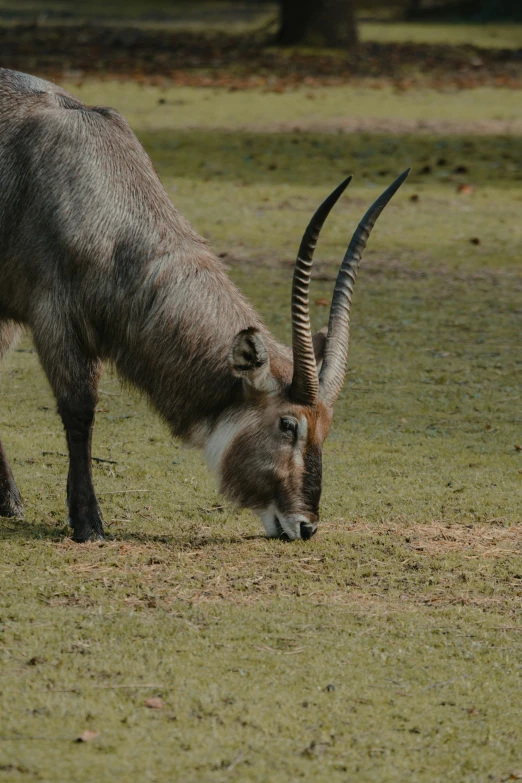 an animal that is standing in the grass