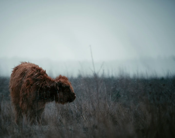 a large bison is in some thick grass