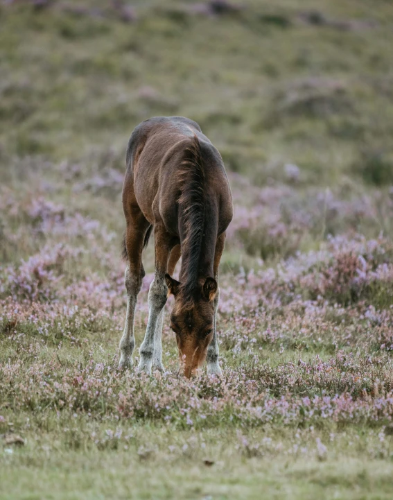 a brown horse eating some grass in a field