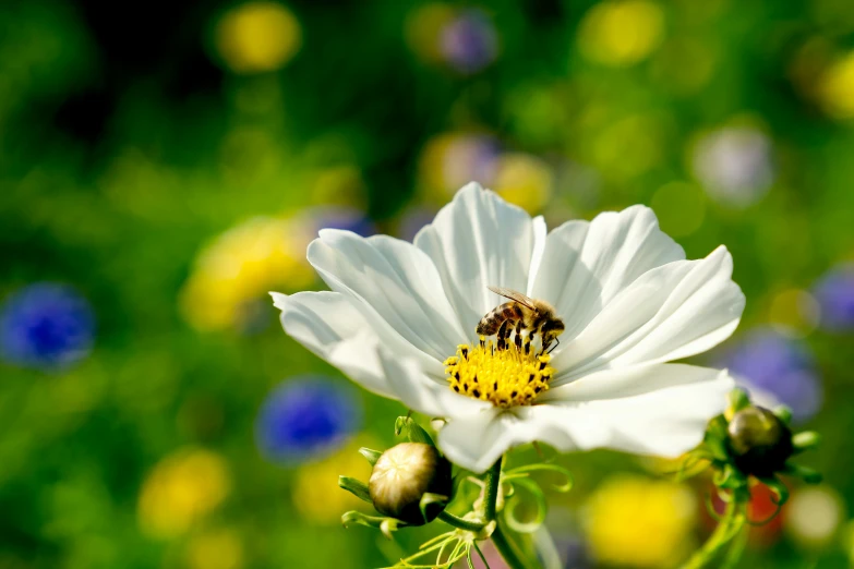 the bee is in a white flower with lots of blue and yellow flowers