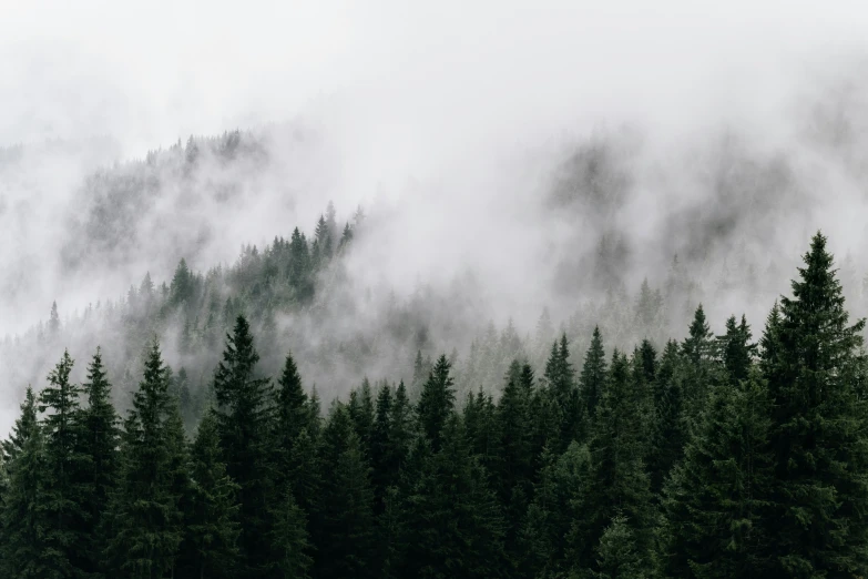 an overcast day in a forested area with trees in the foreground