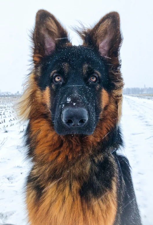 an image of a dog that has snow on its fur