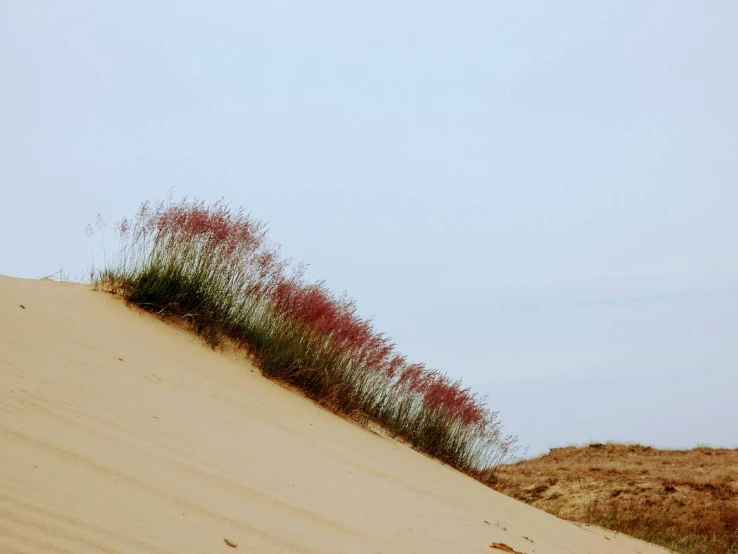 a green patch on the side of a sand dune