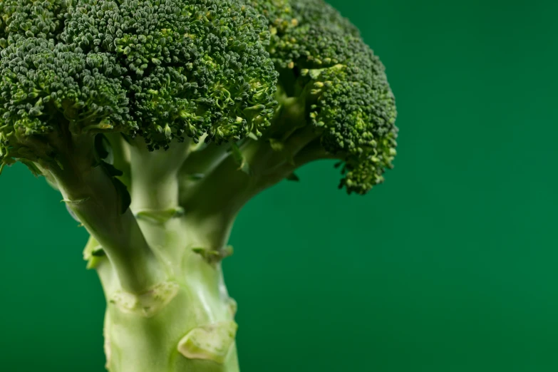 the stalk of broccoli is in focus on a green background