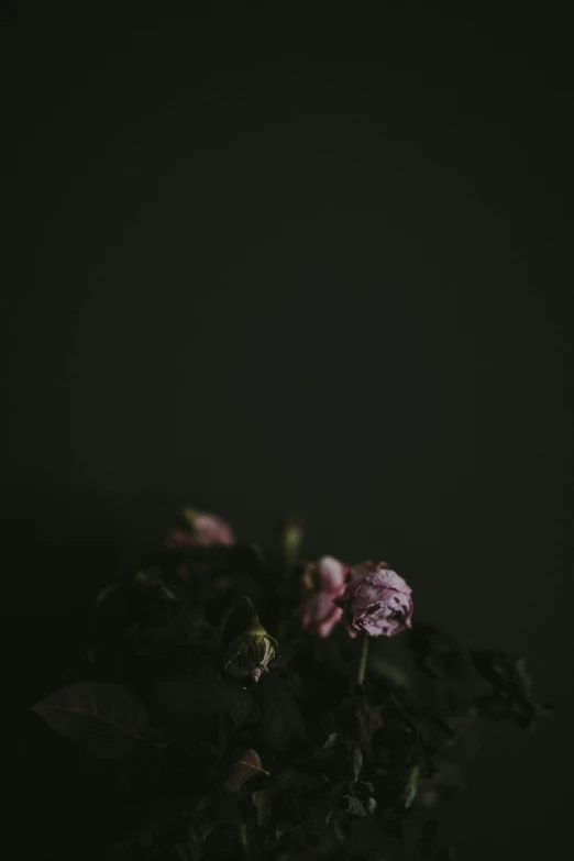 two pink roses blooming on black cloths