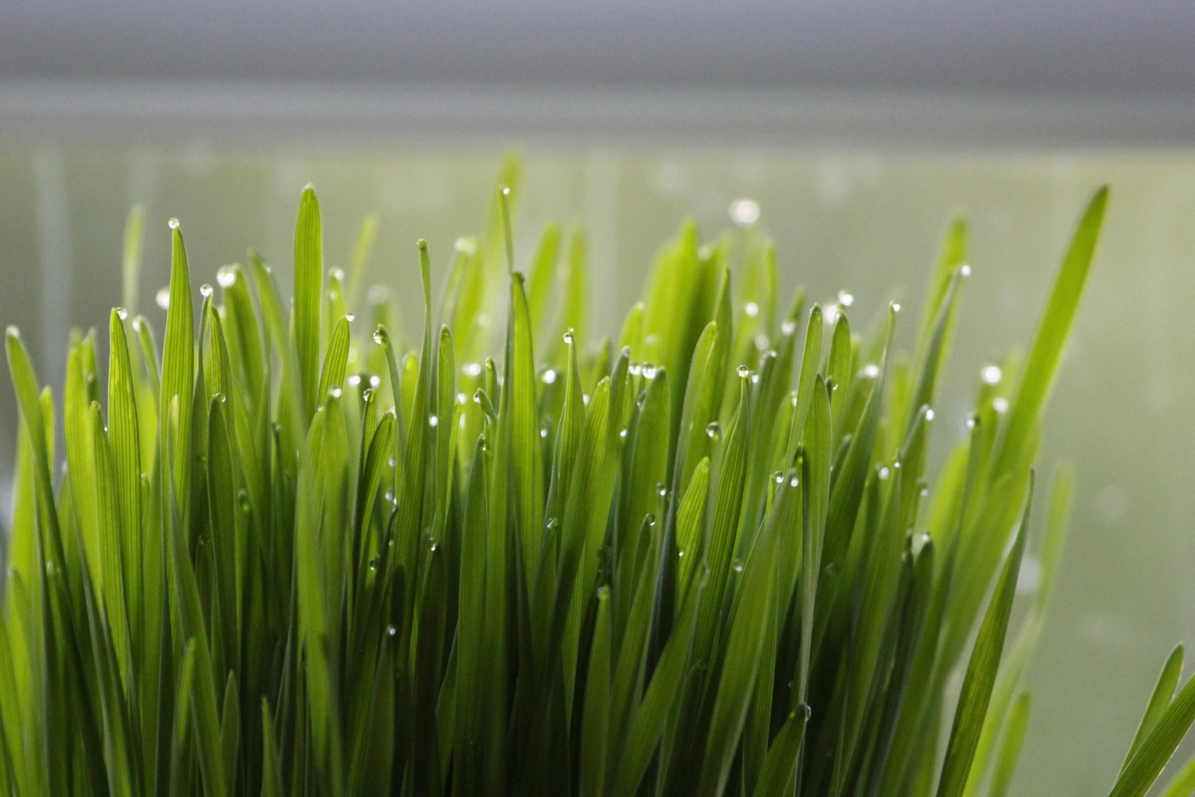 water drops on some green grass as it peeks from under