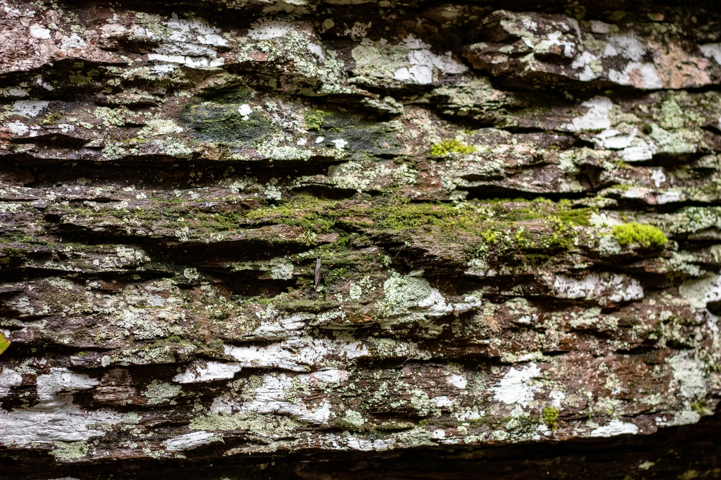 a small bird sitting on a stone wall