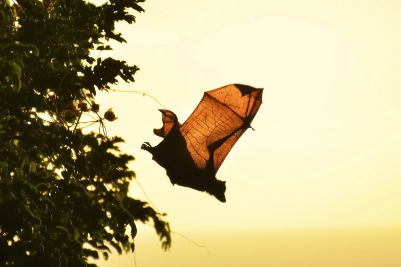 a kite flying in the air between some trees