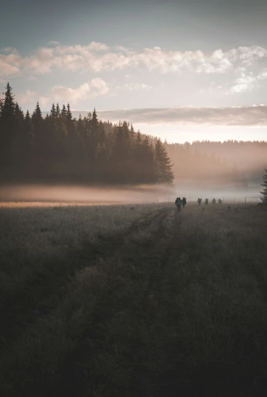 two cows are standing by themselves on a misty morning