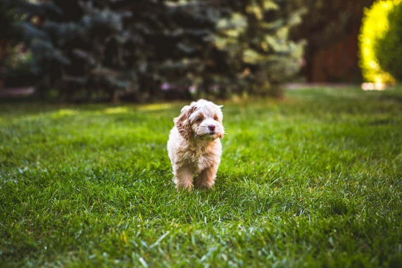 a small dog is walking across the grass