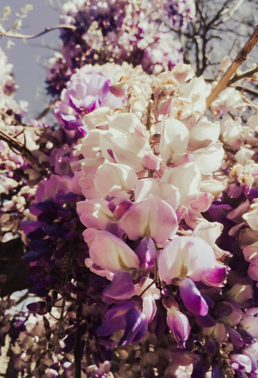 purple flowers blooming on top of the tree