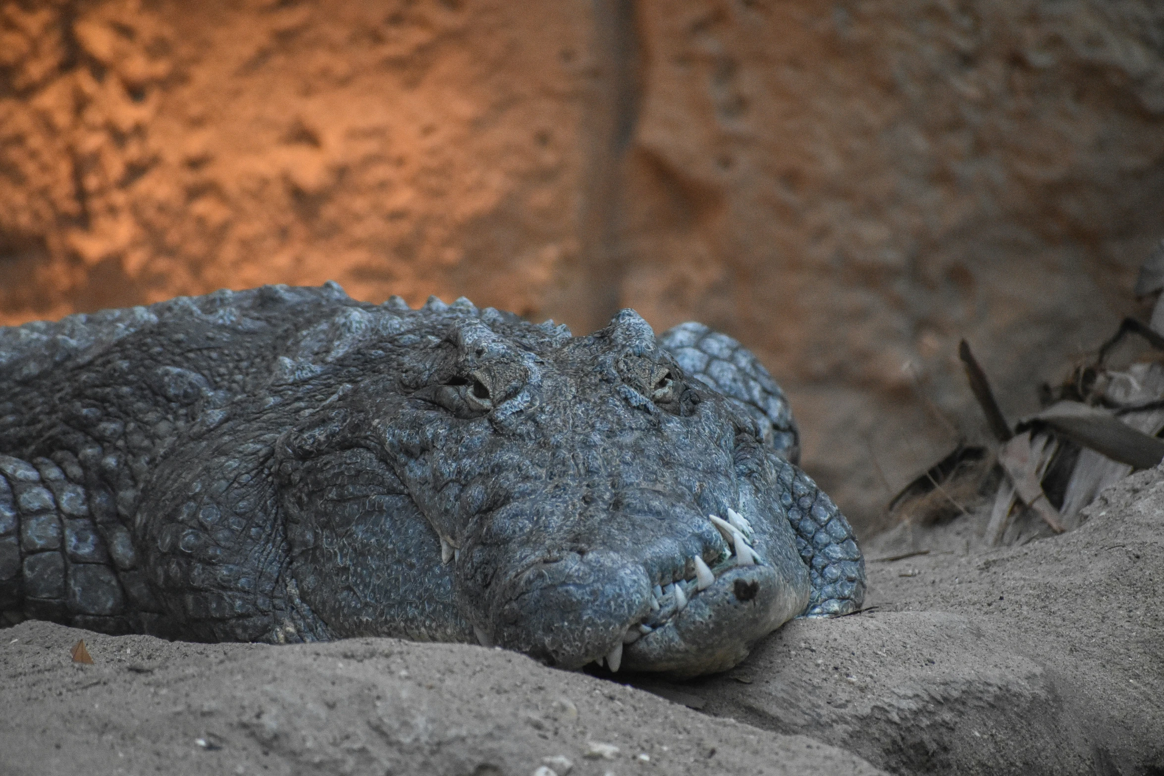 a large alligator laying down in the sand