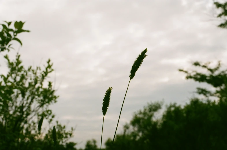 a field with a couple tall grass stalks