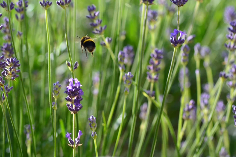 an insect flying by purple flowers