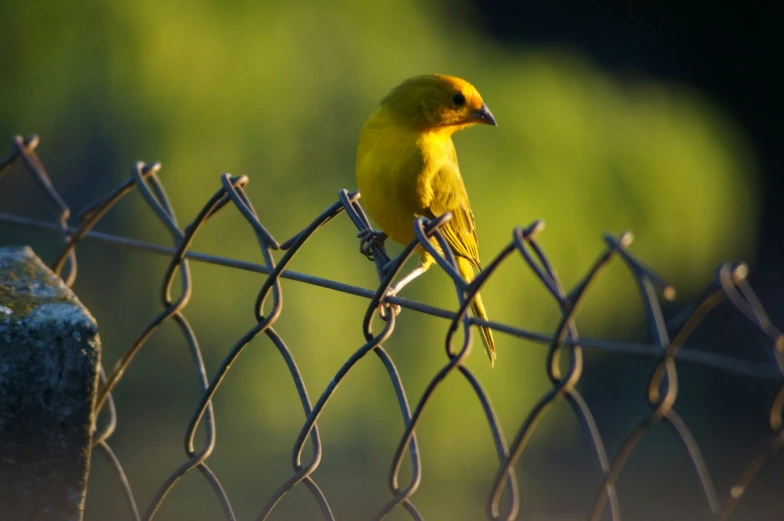 a yellow and white bird perched on top of a fence