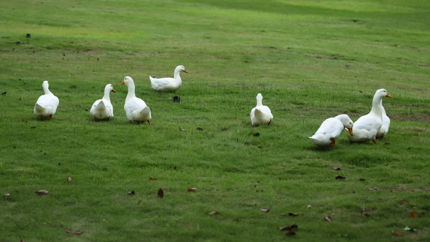 six ducks and two swans in an open field