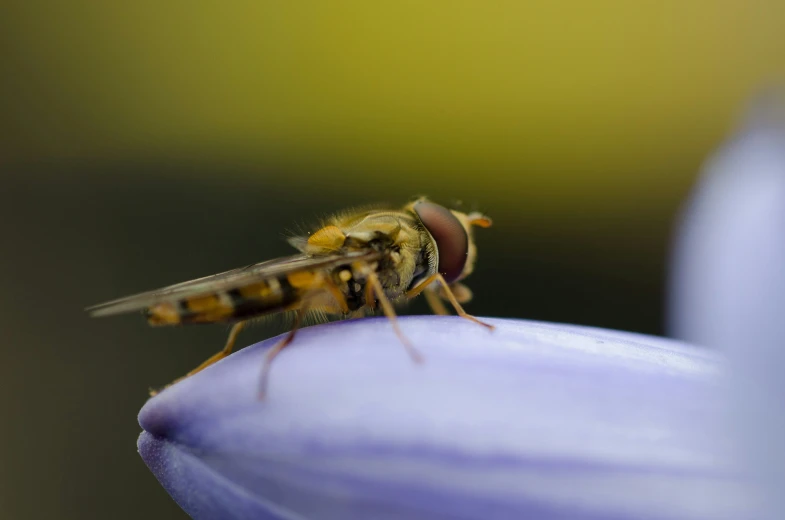 a close - up view of the insect is on a flower