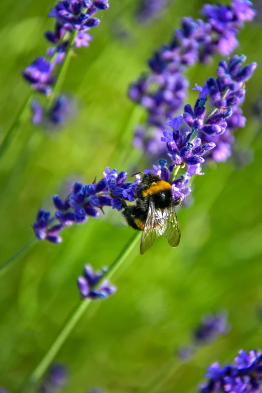 a bee that is standing on a flower