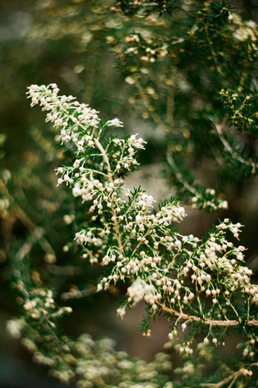 white flowers are in bloom on a tree nch