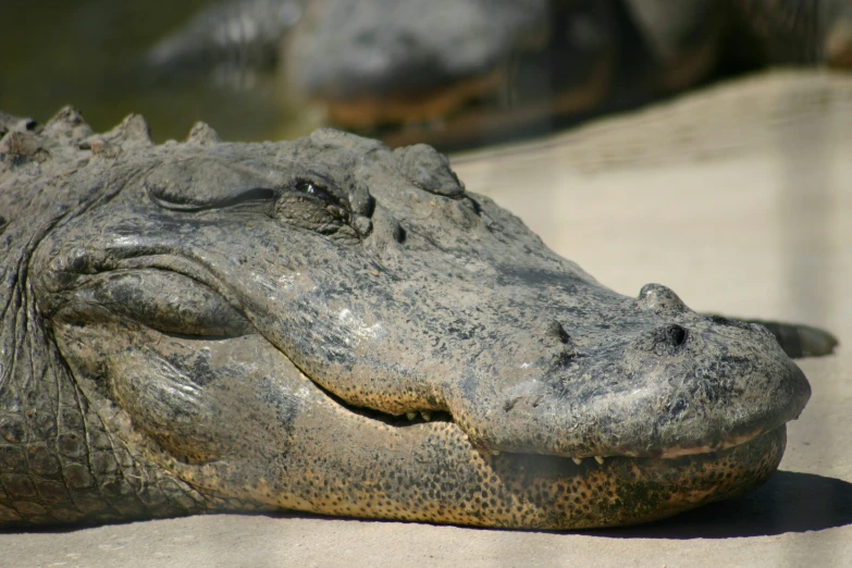 a crocodile's head resting in the sand on a sunny day