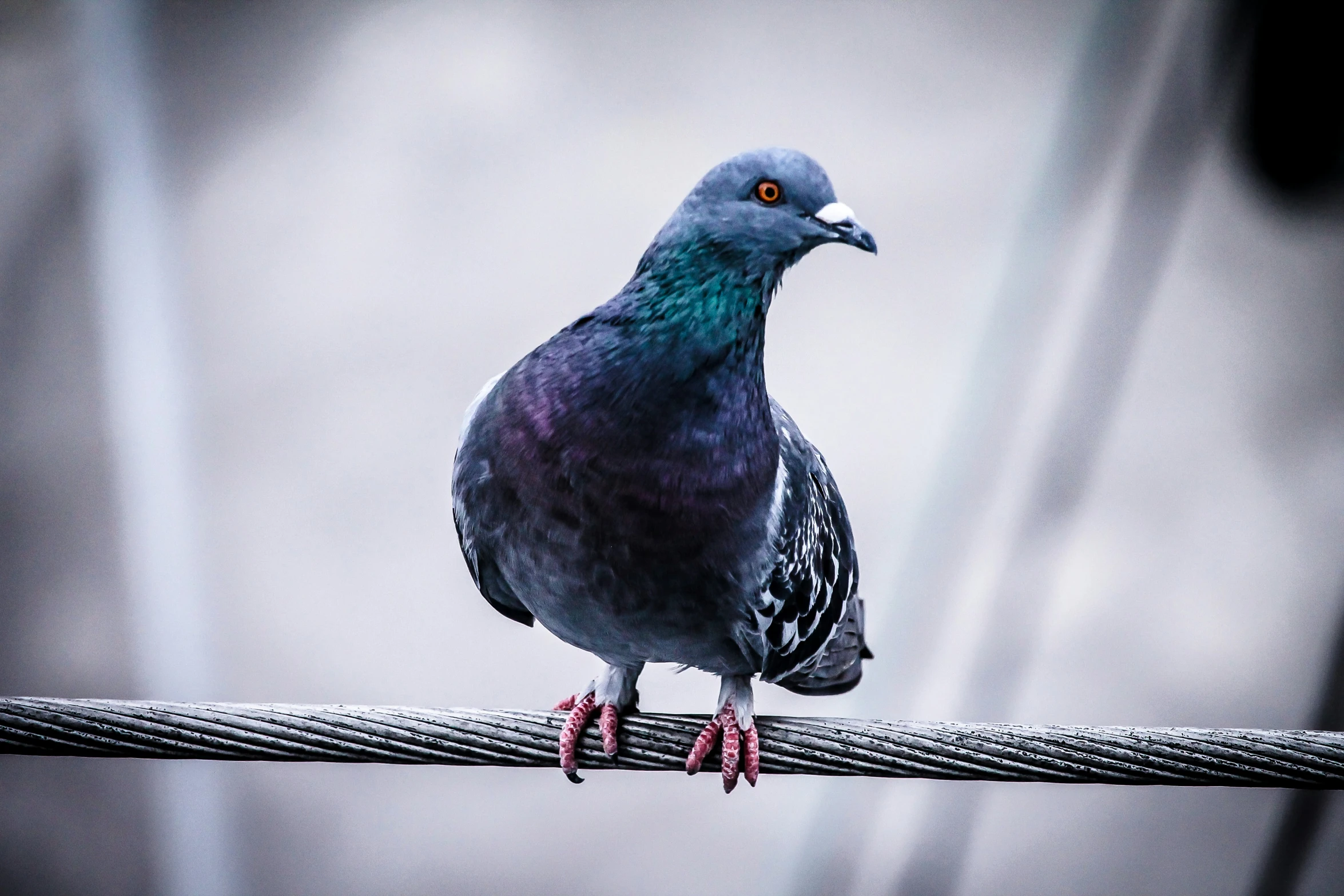 a small blue pigeon is perched on a wire