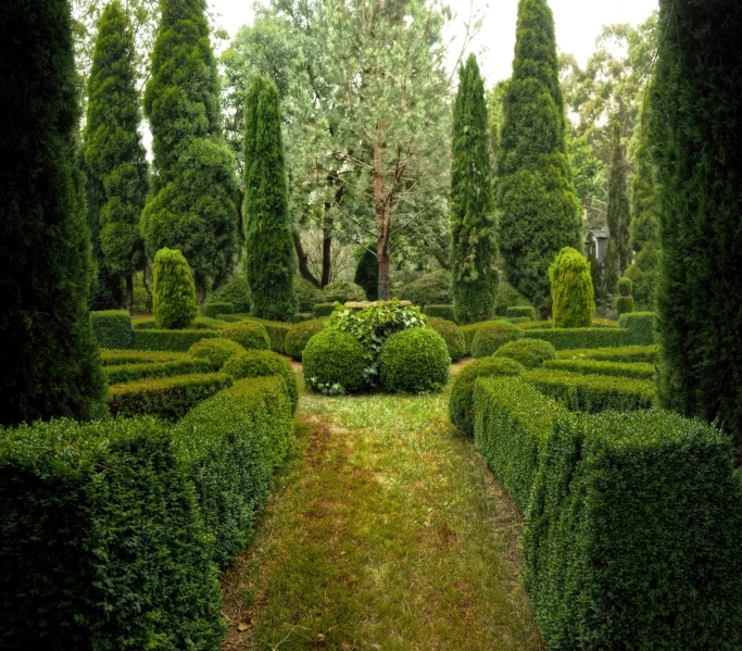 a very long row of bushes in a park