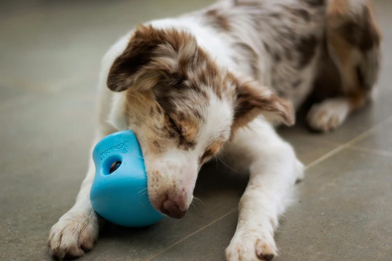 a dog with his head on a blue toy