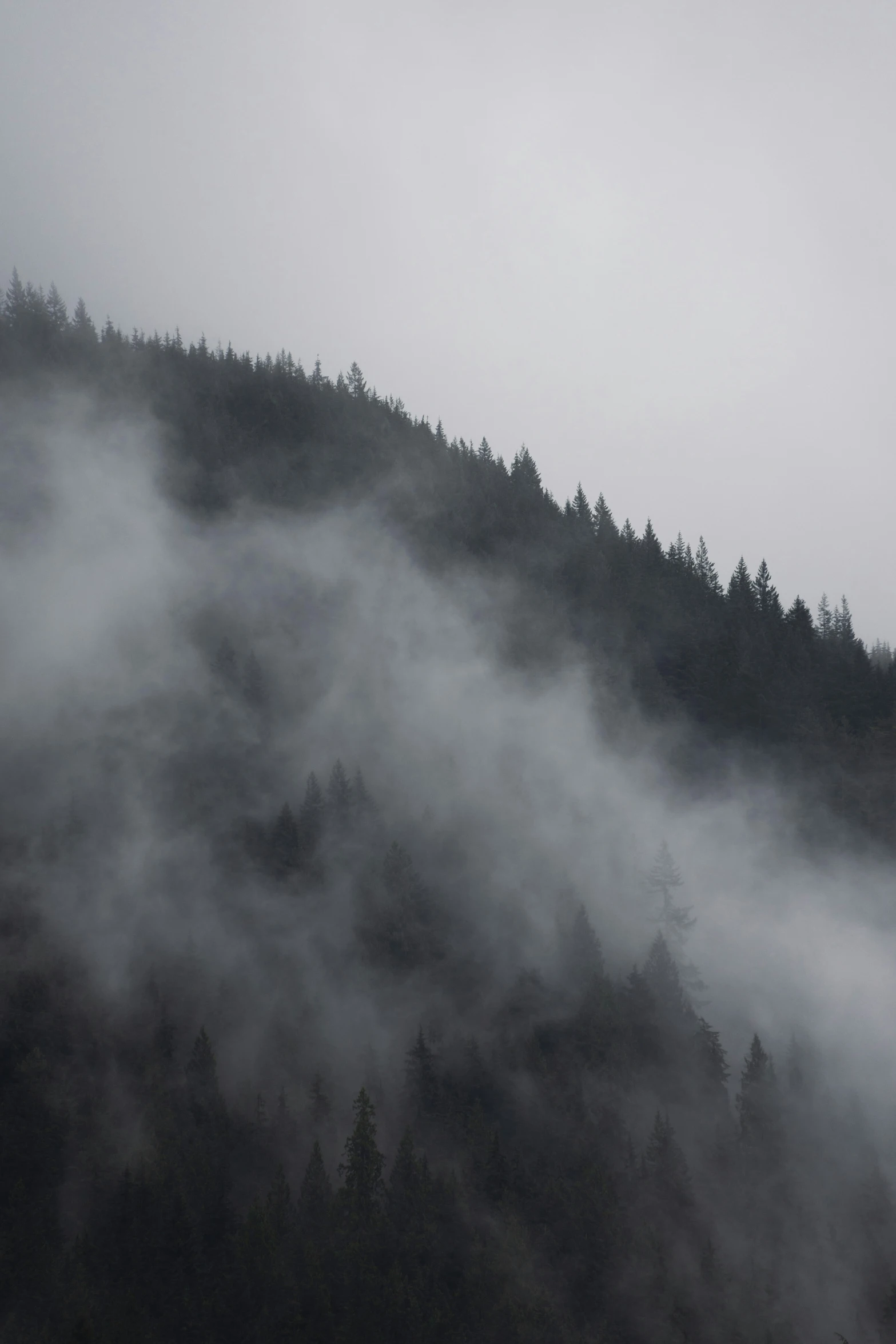 some fog and some trees and a hill