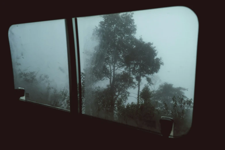 trees outside of a window in the rain