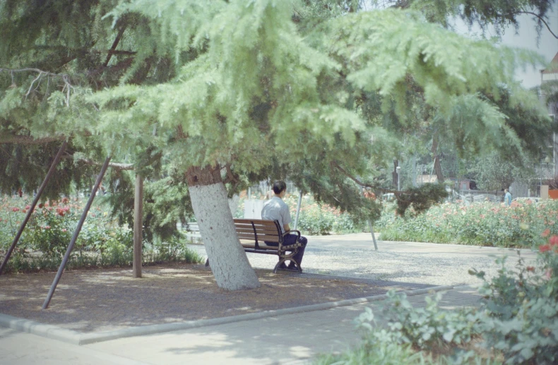 a man sitting on a bench under a tree