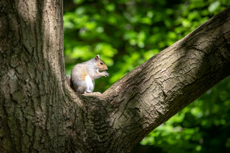 a squirrel sitting on a large tree nch in front of trees
