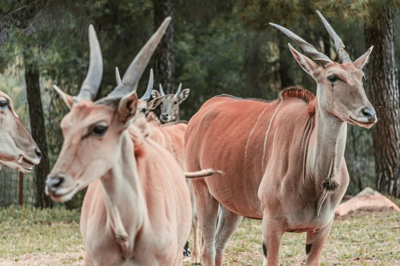 several cows with large horns are standing next to each other