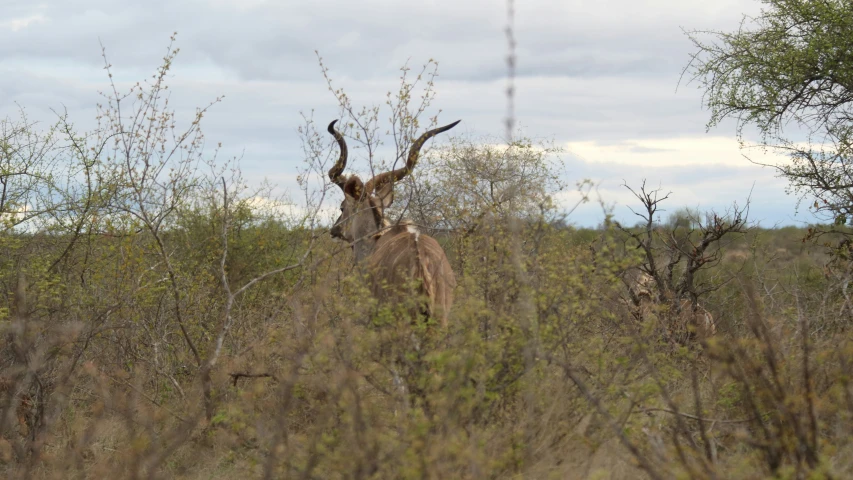 a deer standing on top of a grass covered field