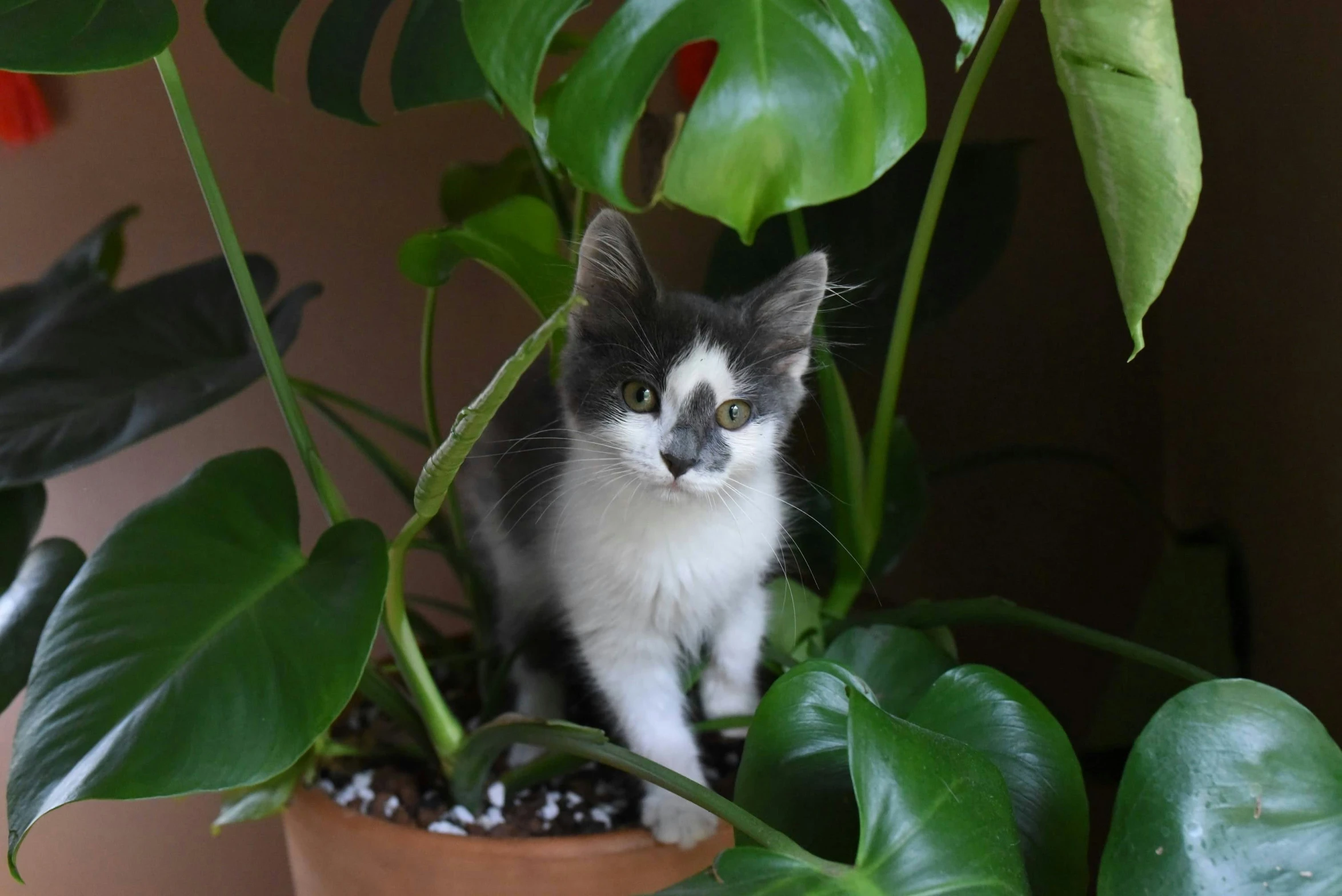 a white and black cat standing on top of a potted plant