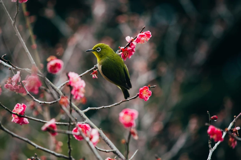 a green bird sits on a nch with flowers