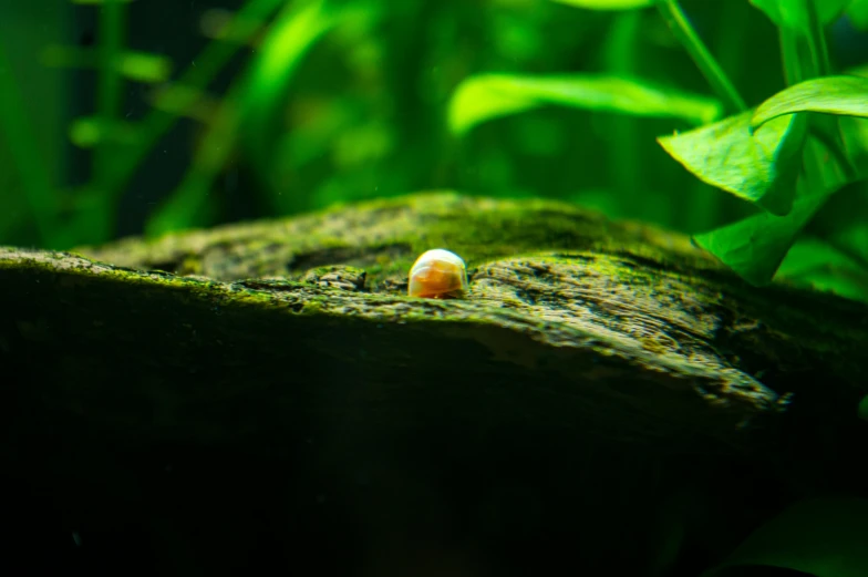 a single orange shell sitting on a mossy surface