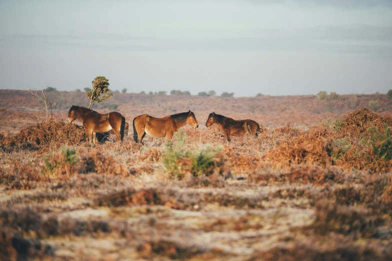 four horses standing in the field of brown grass