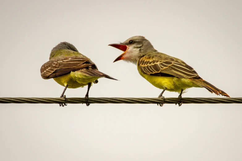 a couple of small birds sitting on top of a wire