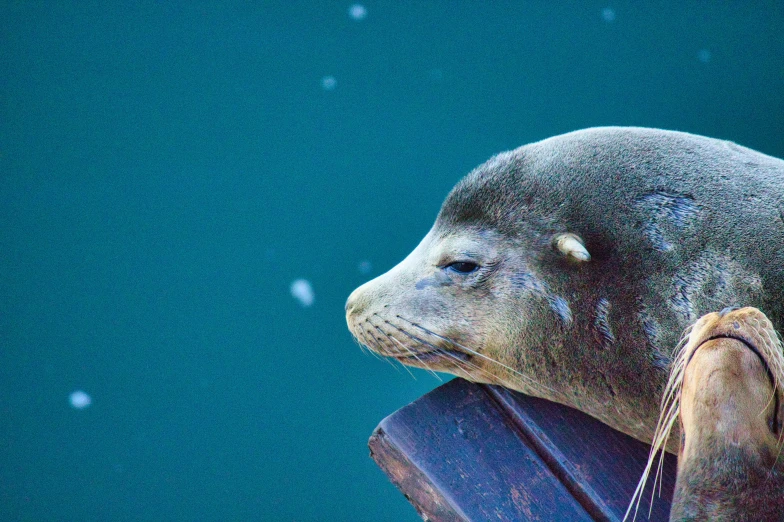 a seal sitting on top of a brown bag