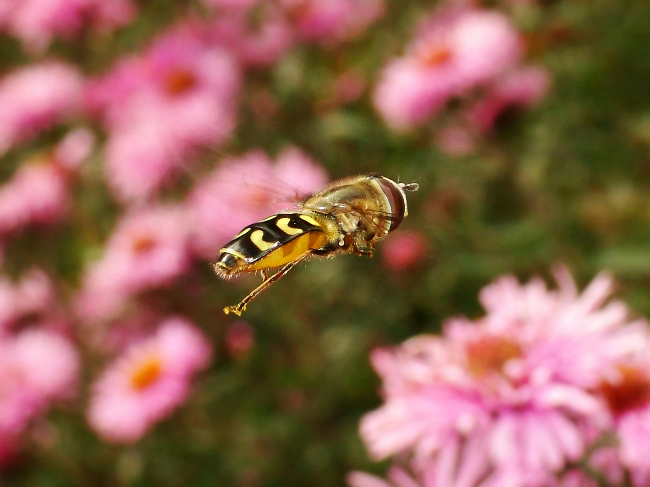 a big fly flying around the bottom of some flowers