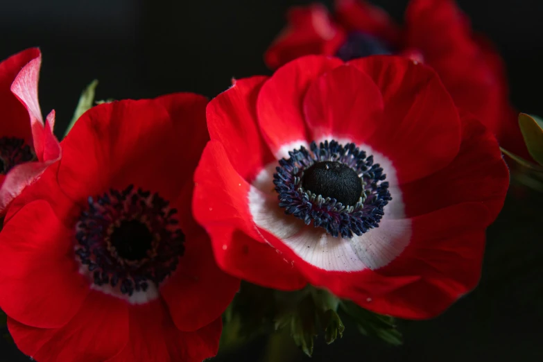 a close up of three red flowers with black center